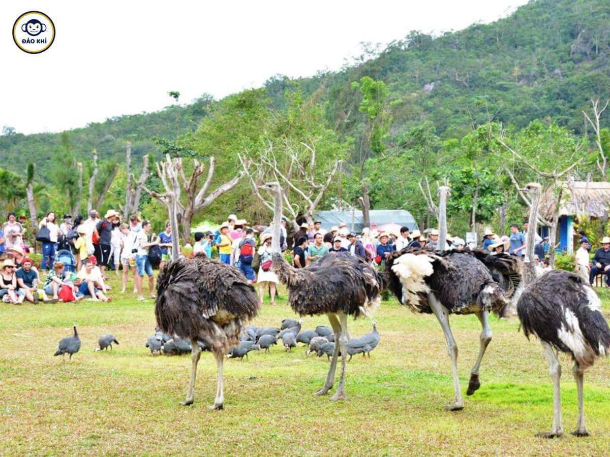 Đảo Hoa Lan Nha Trang