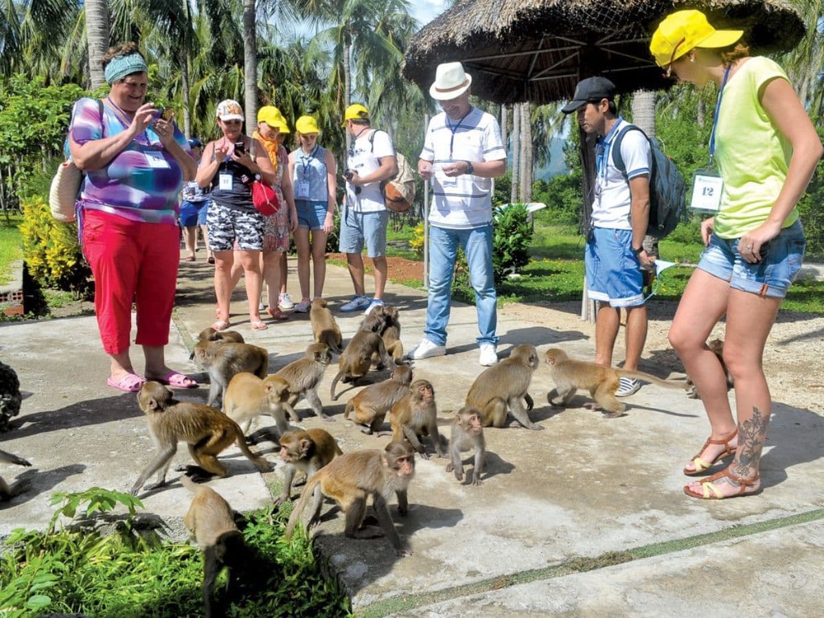 tour đảo khỉ city tour 