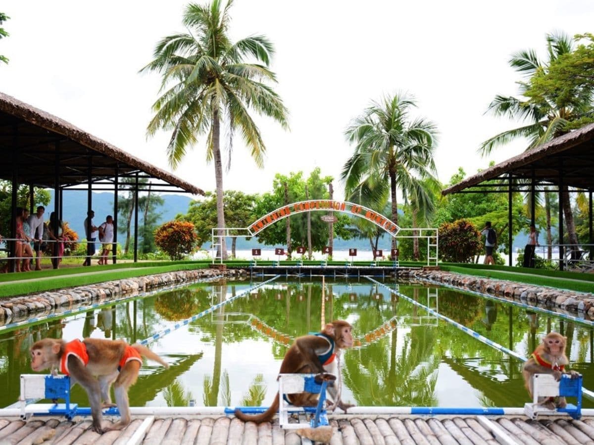 tour đảo khỉ city tour 