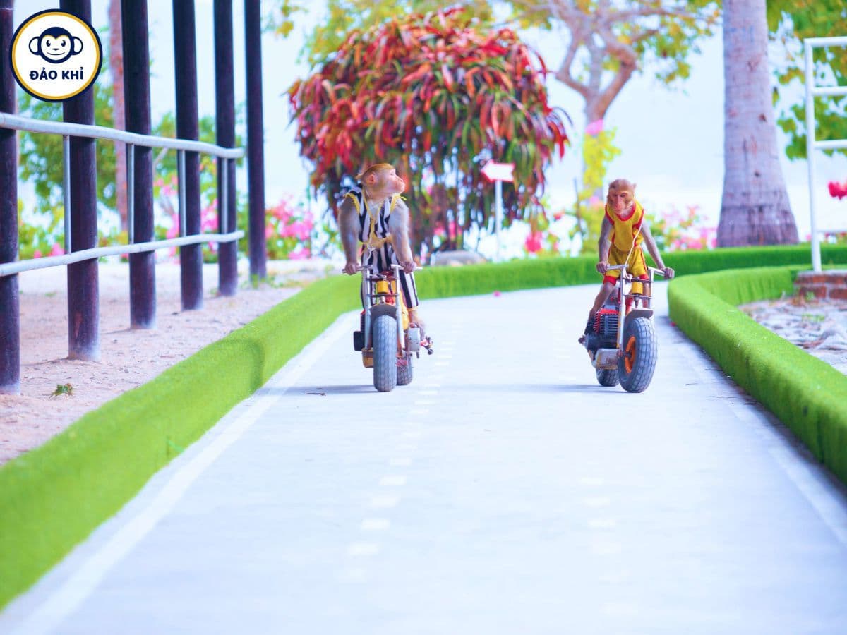 tour đảo khỉ đảo hoa lan nha trang
