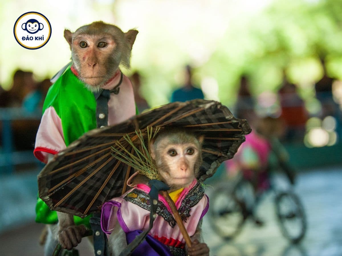 Tour Đảo Khỉ Đảo Hoa Lan 2 Ngày 1 Đêm - Hình 2