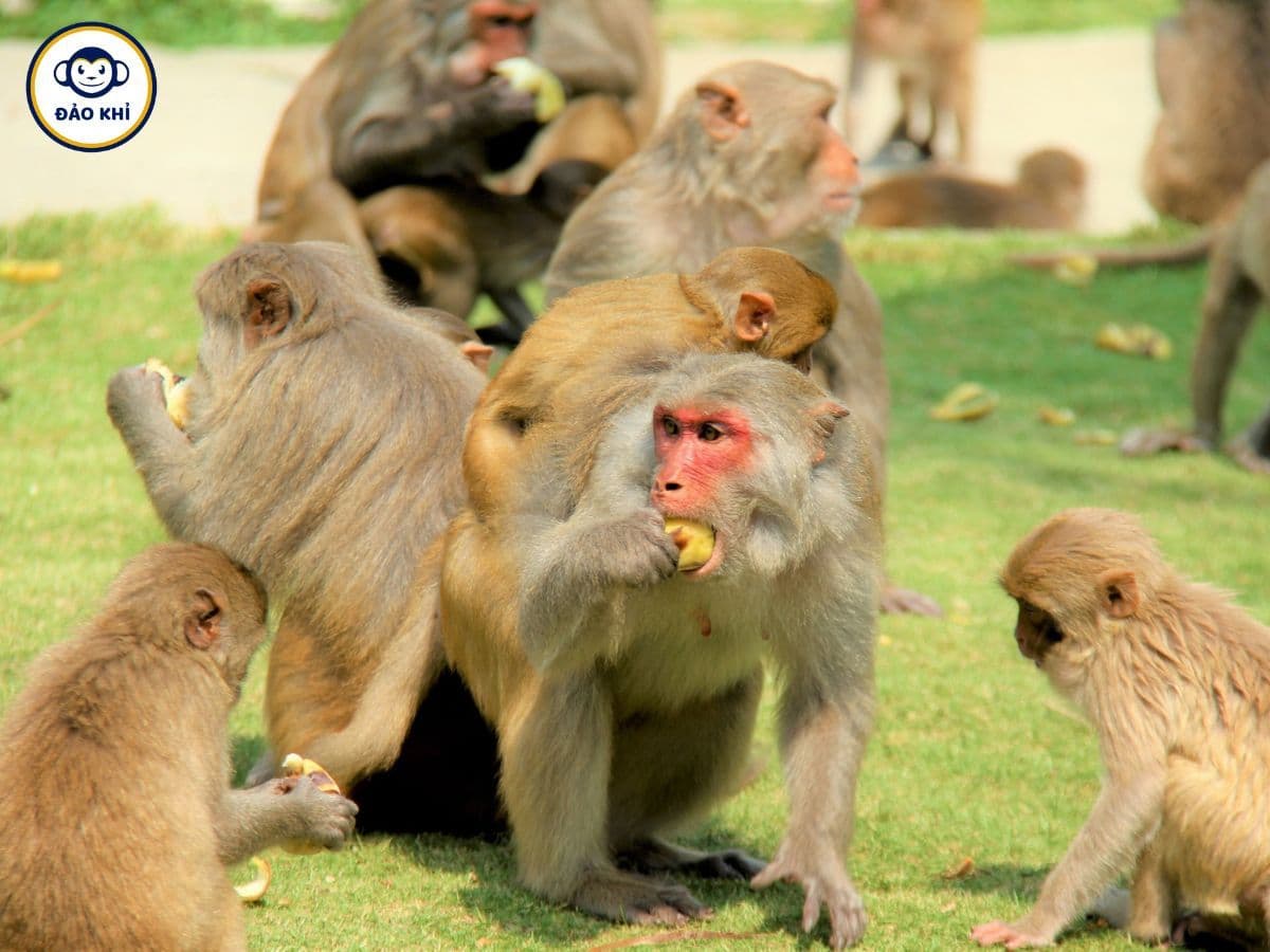 tour đảo khỉ nha trang 1 ngày