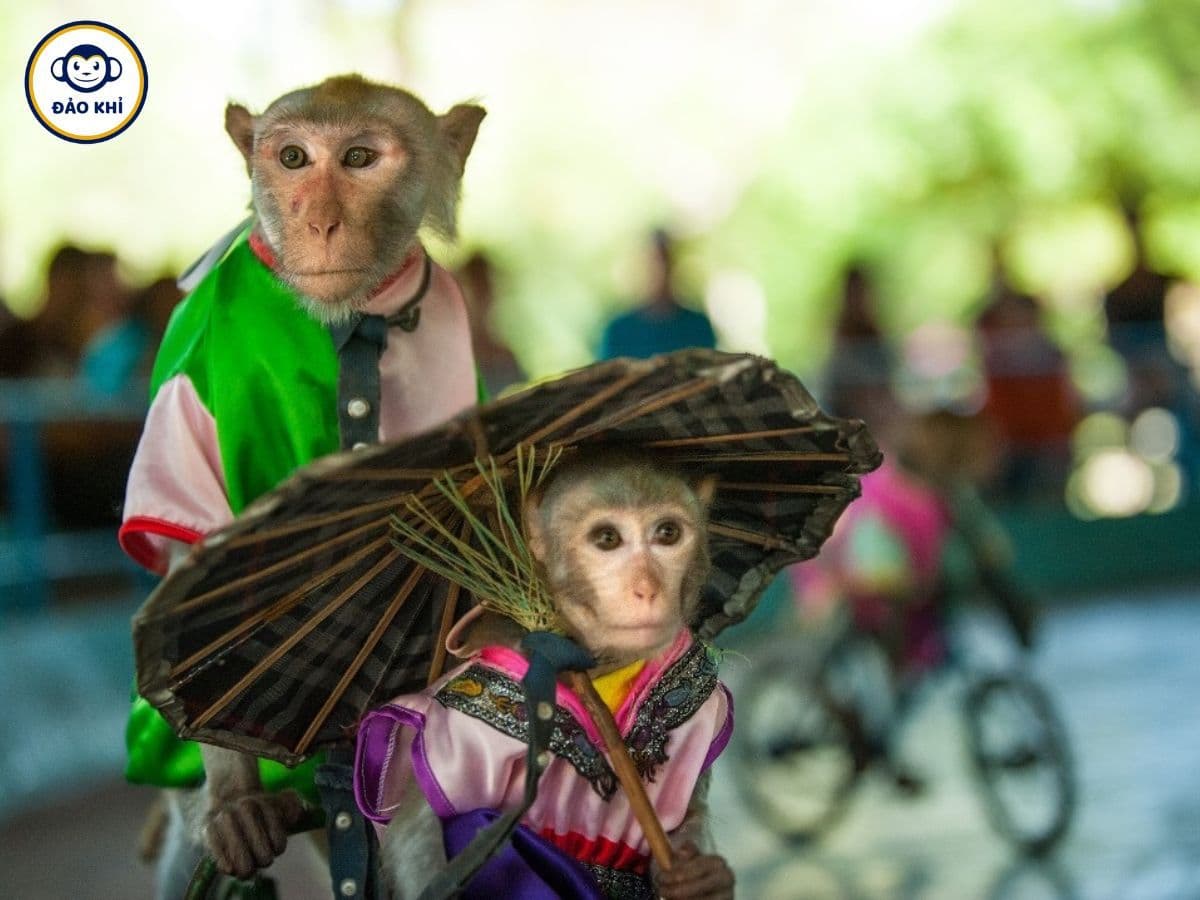 tour đảo khỉ nha trang 1 ngày
