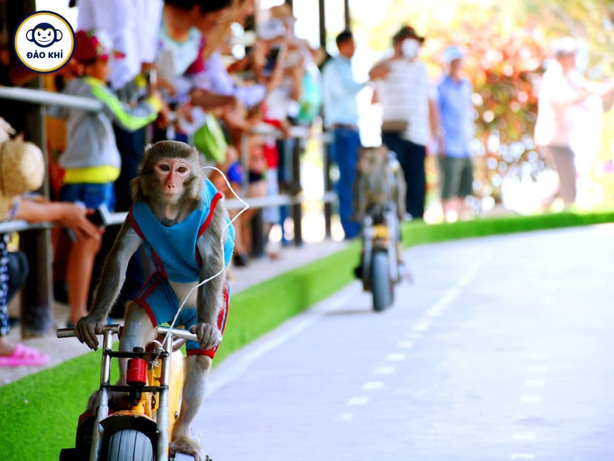 tour đảo khỉ nha trang 1 ngày