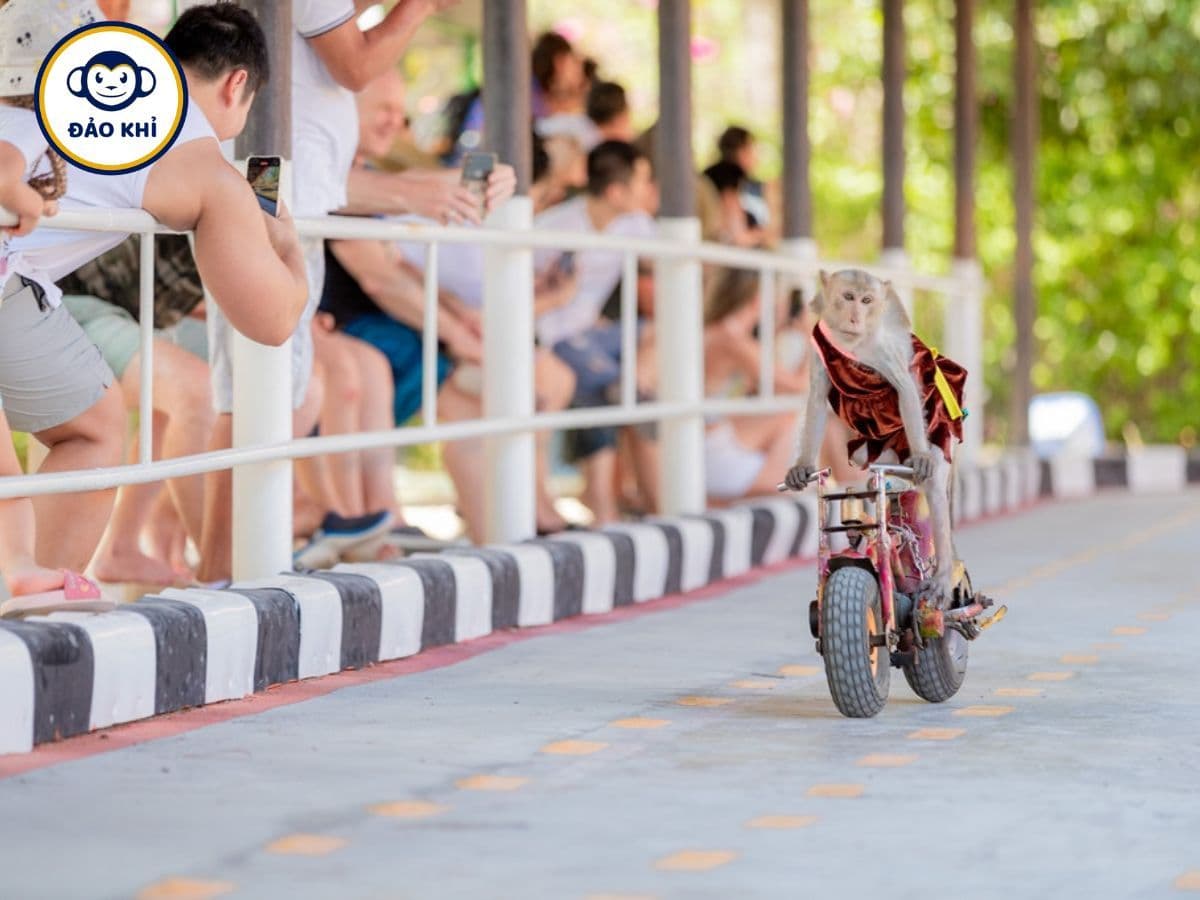 vé đảo khỉ nha trang